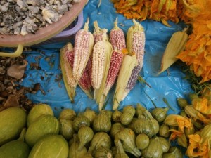 Elotes tiernos, calabaza y flor de calabaza